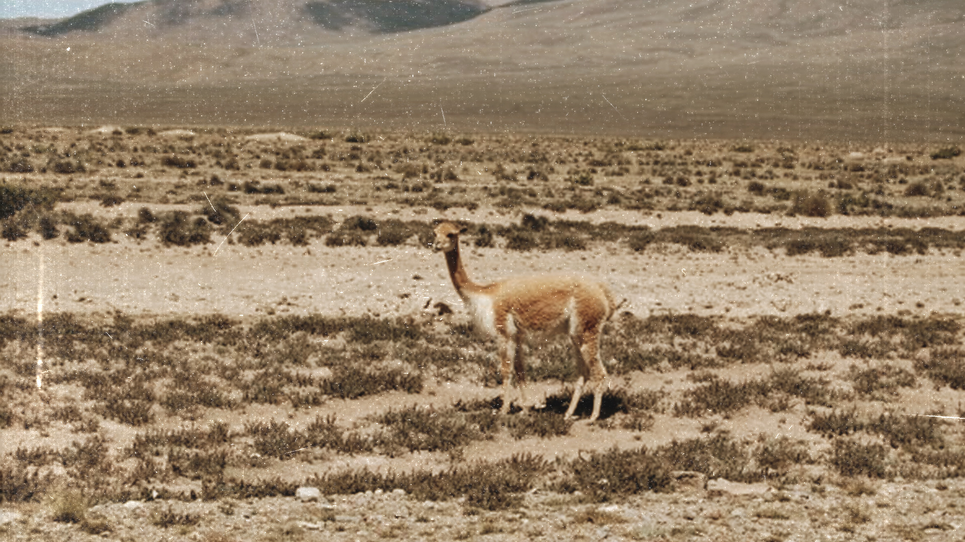 A bite of Peru