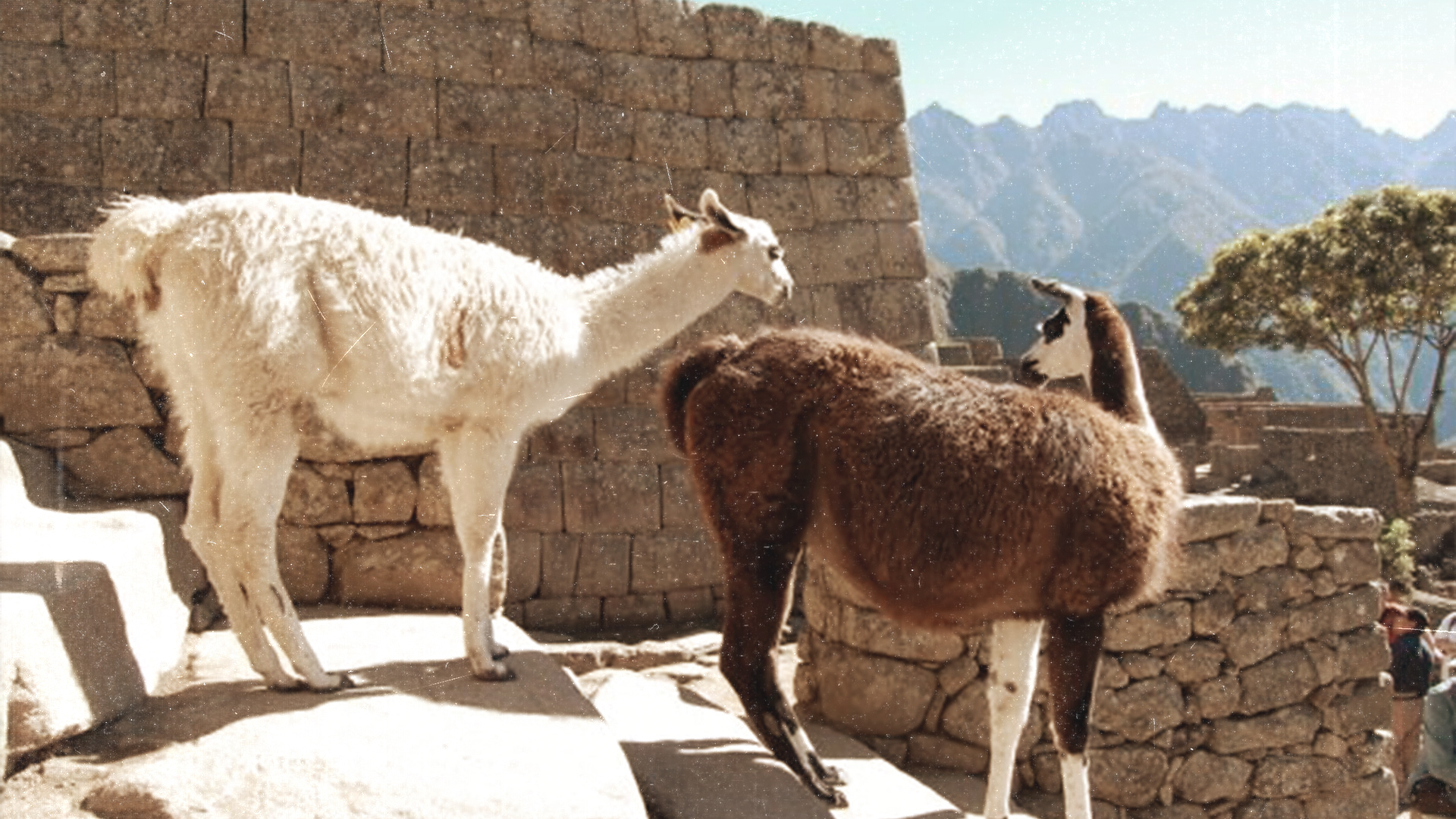 A bite of Peru